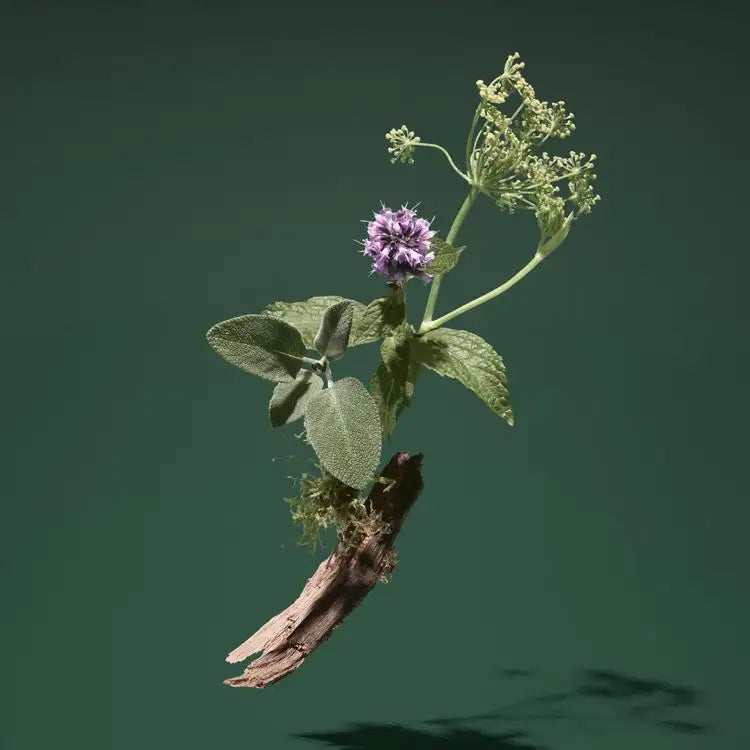 Bamford 木苔淡香精 Woodland Moss EDP 10ml